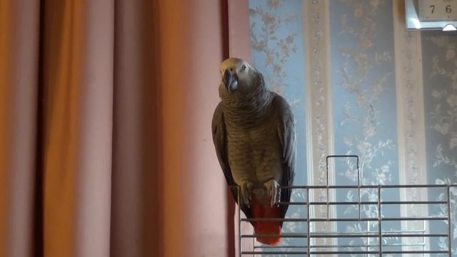 Натуральное пение жако Марго2