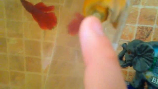 Аква Ферма КАРАС смотреть онлайн