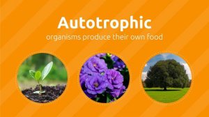 AUTOTROPHIC AND HETEROTROPHIC Organisms - In what are they different? - Science for Kids