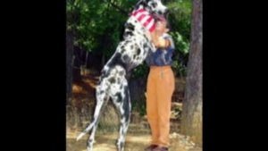 Рекорды Гиннеса. Самое,самое...