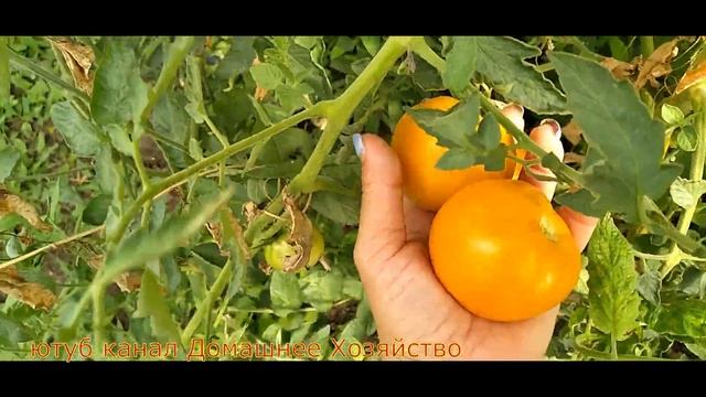 Обзор томата 