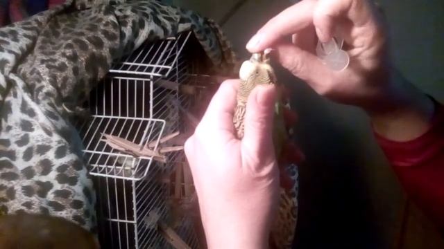 Как давать попугайчику пить из шприца если он этого не хочет на примере здорового дикого волнистика