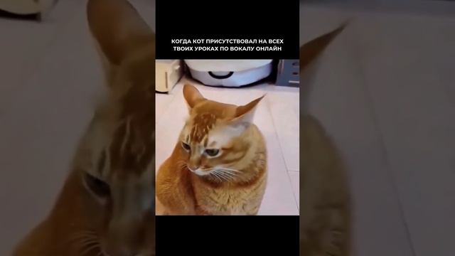 Даже кот поёт, а ты нет!🤣👌🐈
❗️Пора уже и тебе записаться на уроки вокала - в direct📲