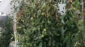 огурцы в теплице осенью и зимой