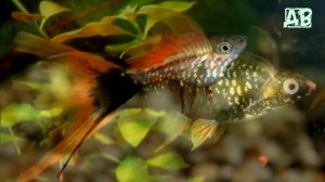 АКВАРИУМНАЯ РЫБКА МЕЧЕНОСЕЦ!  МЕЧЕНОСЦЫ РАЗМНОЖЕНИЕ, СОДЕРЖАНИЕ, КОРМЛЕНИЕ И УХОД!