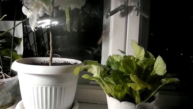 Я, затерявшись... смотреть онлайн