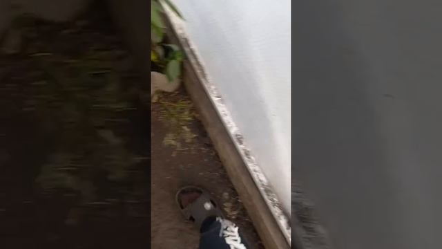 расказываю о Овоще перец чили и просто перец смотреть онлайн