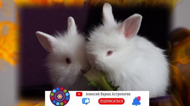 Кролик- Китайский гороскоп 2023 \Знаки Восточного гороскопа по годам | Что значит твой Год Рождения
