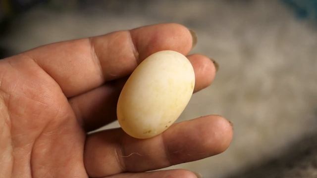 #ЧЕРЕПАХА Афродита снесла ТРЕТЬЕ яйцо 29/08/2022/ Среднеазиатская сухопутная черепаха смотреть онлайн