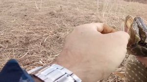 MEPPS ВСЕМУ ГОЛОВА