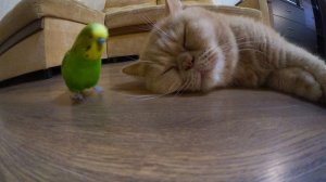 Говорящий попугай беседует с котом