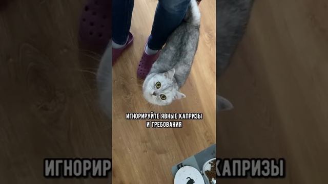 Как отучить кошку орать #shorts #кот #кошка