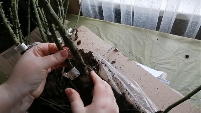Мой заказ на весну 2022 г. из питомника "Роза - Кубань" ???