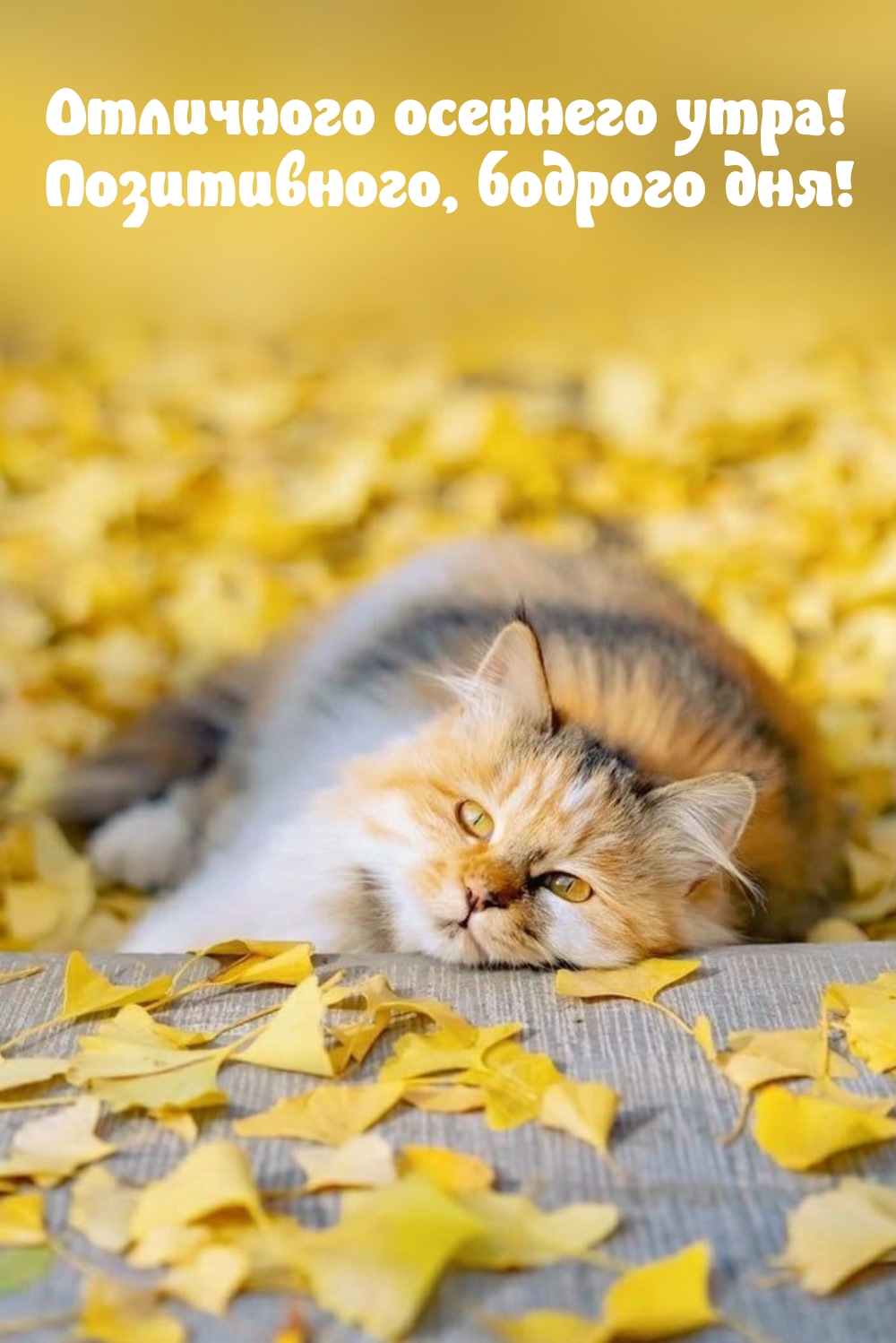 С добрым утром картинки с котиками осенние