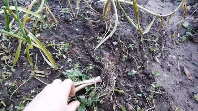 Можно ли сажать зимний чеснок весной? смотреть онлайн