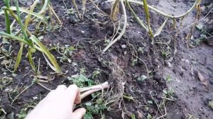 Можно ли сажать зимний чеснок весной?