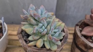 Graptoveria opalina