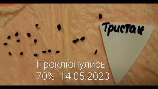 Лук-батун 'Тристан'. 1 этап тестирования. смотреть онлайн