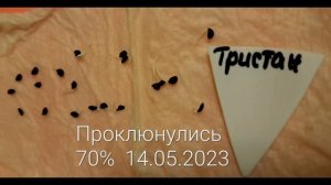 Лук-батун 'Тристан'. 1 этап тестирования.