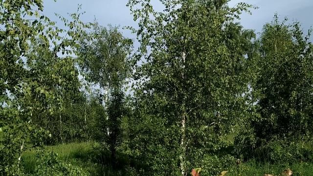 5 июля. ДЕНЬ ЕВСЕЯ. Время ВСТРЕЧ. Что надо сделать