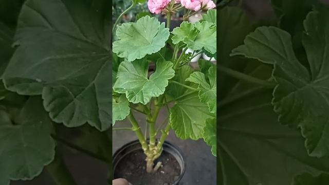 ПЕЛАРГОНИЯ РОЗЕБУДНАЯ РОЗОВЫЙ ФЛАМИНГО