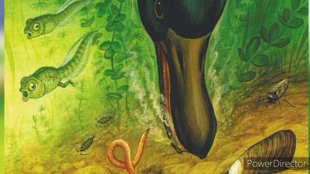 Чей нос лучше? Виталий Бианки смотреть онлайн