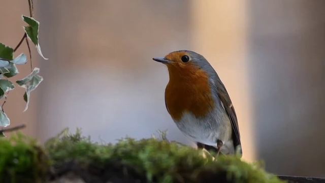 Пение Птиц Робин - Звук Природа l Singing Birds Robin - Sound Nature
