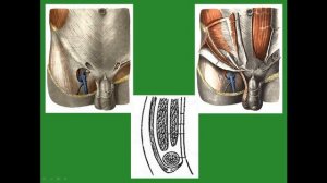 Паховый канал. Строение. Содержимое.