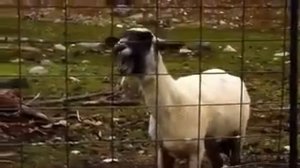 Мем крик овцы?