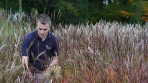 Miscanthus sinensis Red Chief - why it's our favourite!