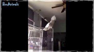Прикольные видео с попугаями!!!!???????