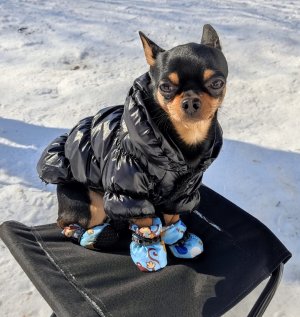 Брюс (чихуахуа) в лесу на шашлыках