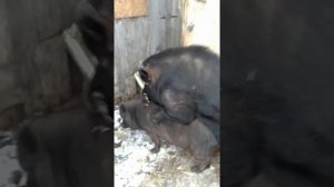 Вьетнамская свинья пришла в охоту