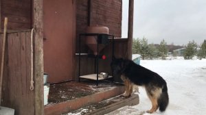 Автоматическая кормушка для собак и других животных