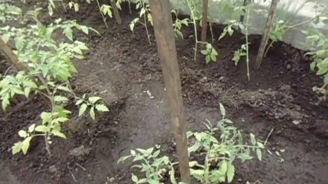 ЧТО ДЕЛАТЬ, ЕСЛИ РАССАДА ТОМАТОВ ЖЕЛТАЯ И СЛАБАЯ. Видео Ольги Черновой 25 мая смотреть онлайн