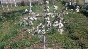 Цветение 4 летней Яблони сорта Моди 02,05,2020