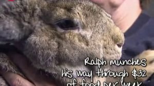 Conheçam Ralph, o maior coelho do mundo 55 quilos 2013