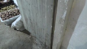 Отправили морковку в песок на хранение