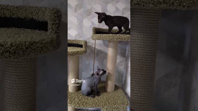 Сфинксы и ориентал, всё спокойно 🤗#котята #канадскиесфинксы #ориентальныйкот