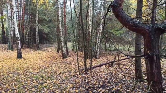 Общие рекомендации, а также пожелания лесника по сбору грибов в русских лесах ? смотреть онлайн