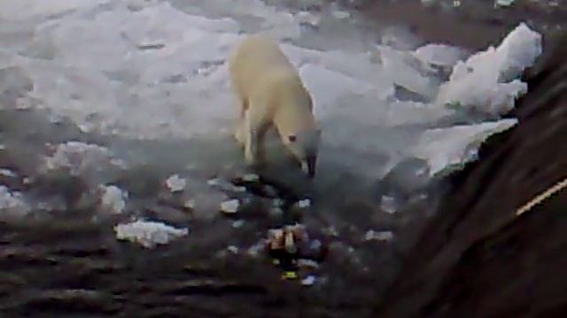 Белый медведь и русская подводная лодка / polar bear and Russian Submarine смотреть онлайн