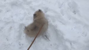 Мое утро с собакой | Немецкий шпиц | Собака гуляет | ШПИЦ ХАМЕР