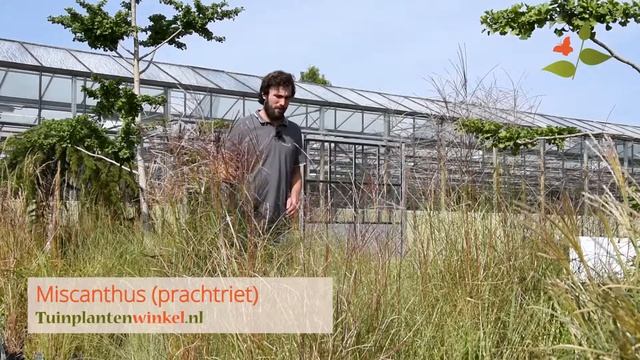Miscanthus sinensis of prachtriet soorten bij Tuinplantenwinkel.nl смотреть онлайн