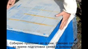Сбор прополиса на пасеке с помощью антимоскитных сеток.bee propolis