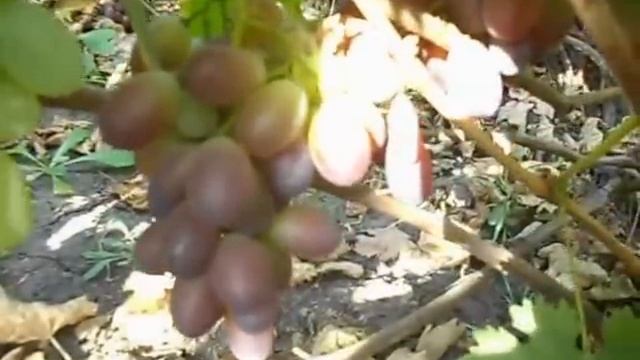 Сорт винограда Шоколадный . смотреть онлайн