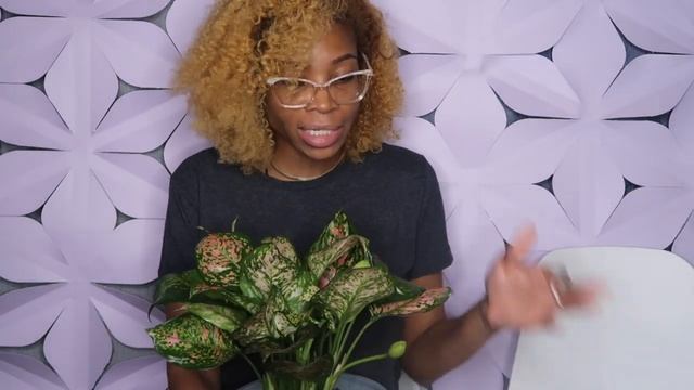 PLANT BASED | Chinese Evergreen Pink Splash Aglaonema смотреть онлайн