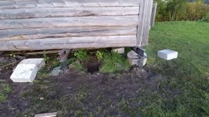 Подъем дома на винтовой свайный фундамент. Деревня Пали, Волховского района Ленинградской области.