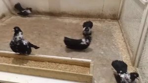 Мордовские чернорябые голуби