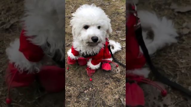 Собака гуляет весной