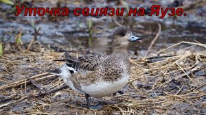 Уточка свиязь на нашей Яузе. 2022.04.12..mov